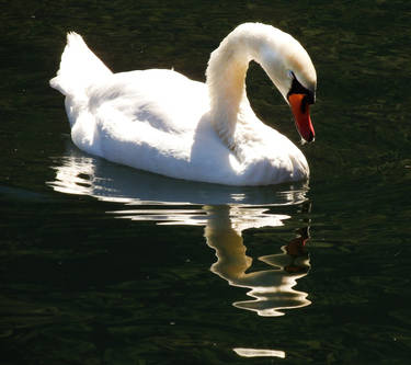 Hallstatt swan 1 - Austria