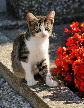 Cemetery kitten 1 - Austria 2016