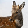 Spotted deer 1 - Miyajima