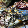 Okinawa lobster 1