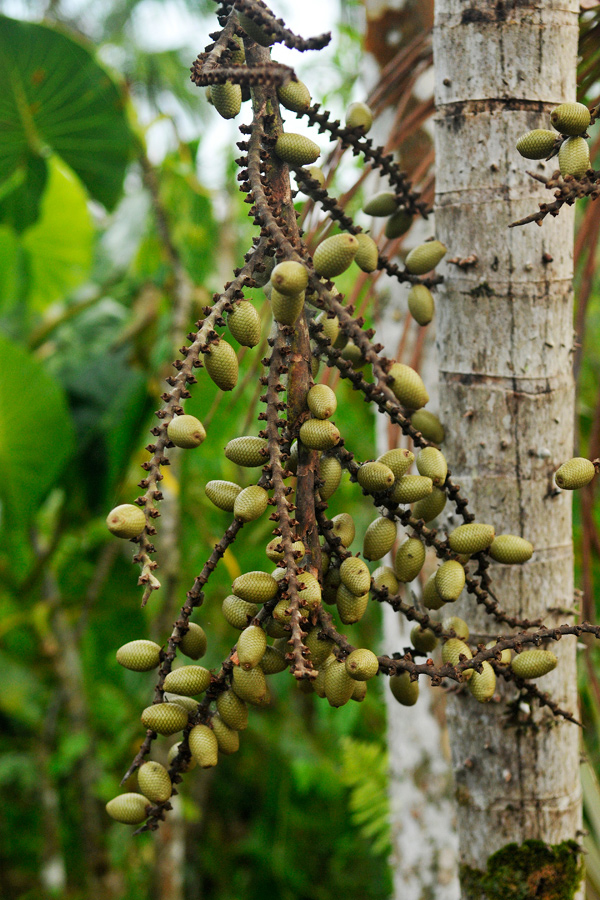 Amazon plantlife