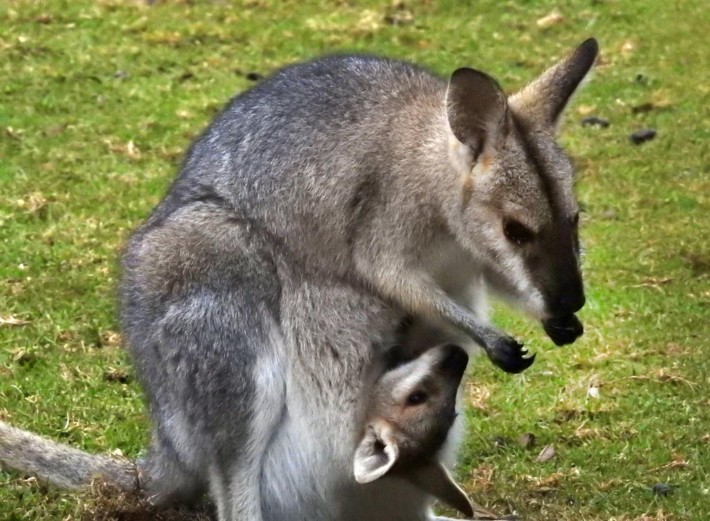 Wallabies at Bunya Mountains 1