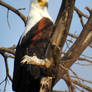 African Fish Eagle 1 - Botswana