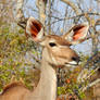 Kudu portrait 1 - Botswana