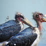 Marabou storks 1 - Botswana