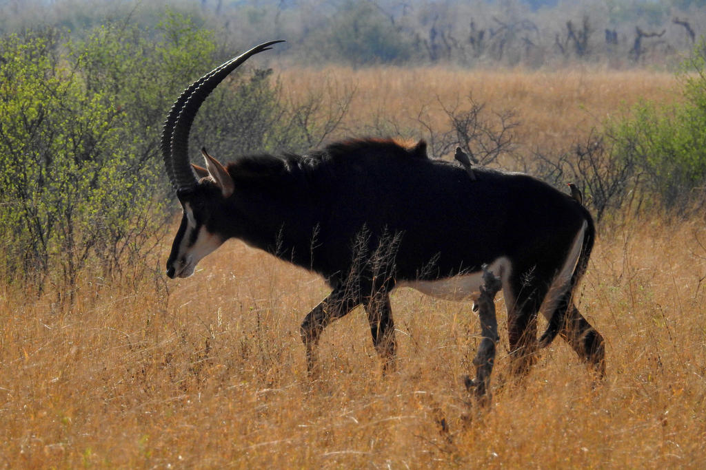 Zoo Tycoon 3: Sable Antelope