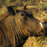 Warthog portrait 1 - Zimbabwe