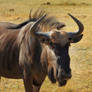 Wildebeest portrait - Zimbabwe