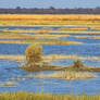 Nata Bird Sanctuary 1 - Botswana