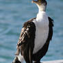 Cormorant at Hillary's Harbour, Perth - 1