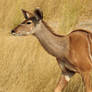 Kudu 1 - Namibia