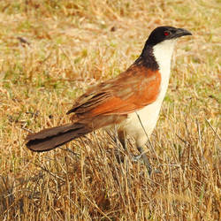 Coppery-tailed coucal - Botswana by wildplaces