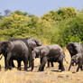 Elephants post-waterhole - Moremi, Botswana