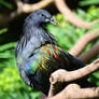 Nicobar Pigeon 1 - South Africa