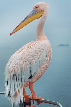 Pelican at Walvis Bay, Namibia