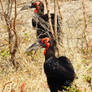 Southern ground hornbills - Botswana