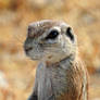 Ground squirrel portrait 1 - Namibia