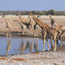 Etosha waterhole saga - episode 4