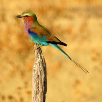 Lilac-breasted roller 1 - Namibia