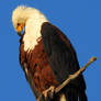 African fish eagle 4 - Botswana