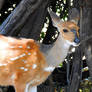 African bushbuck - Chobe National Park - Botswana