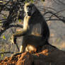 Baboon seated - Chobe, Botswana