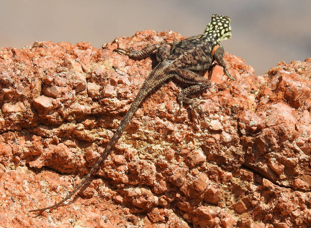 Namibia Lizard Female agama lizard 1 - Namibia by wildplaces on DeviantArt