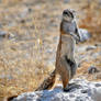 Ground squirrel 3 - Namibia