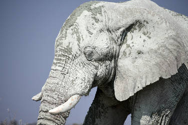 Mud-encrusted elephant - Namibia