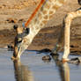 Giraffe drinking - Etosha, Namibia