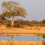 Waterhole in Hwange 3 - Zimbabwe