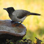 Dark-capped bulbul - Zimbabwe