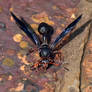 Black wasp 1 - Zimbabwe