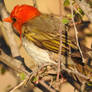 Red-headed weaver 1 - Zimbabwe