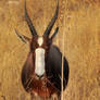 Bontebok portrait - Namibia