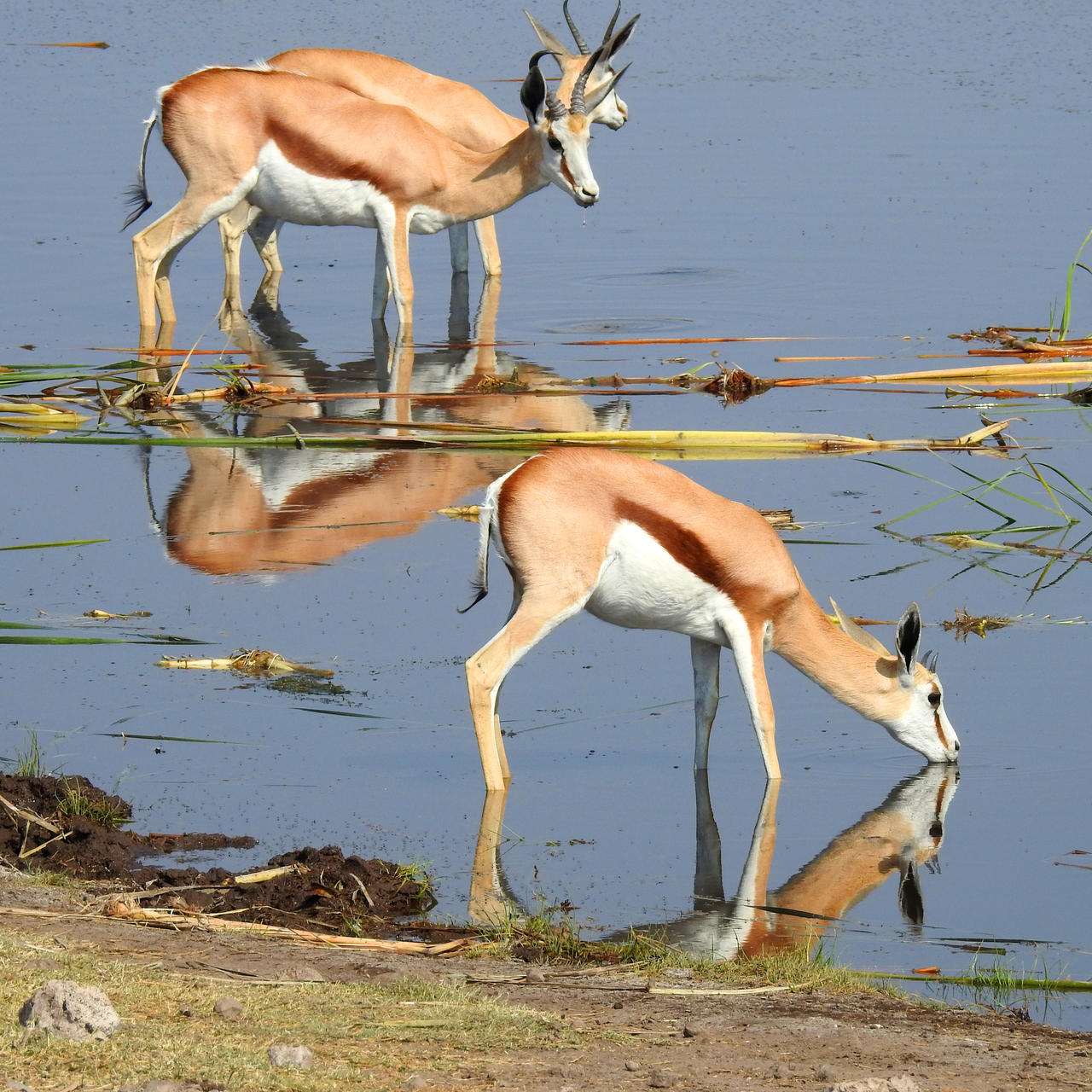 Springboks reflected 1 - Onguma by wildplaces on DeviantArt