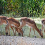 Impala quintet - Onguma, Namibia