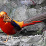 Red golden pheasant 2 - South Africa