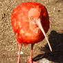 Scarlet ibis 4 - South Africa