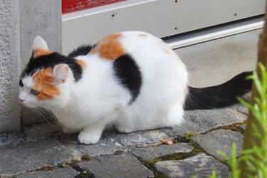 Stein am Rhein kitty 2 - Switzerland by wildplaces