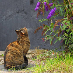 Cat and flowers - Helsingor, Denmark