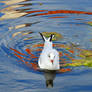 Gull in a moat 1 - Helsingor, Denmark