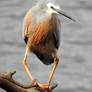 White-faced heron 2 - Tasmania