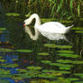 Swan at Fredrikstad 1 - Norway