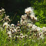 Thistles backlit 1 - Fredrikstad, Norway