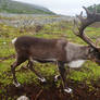 Reindeer 1 - Sami people - Norway