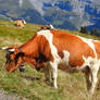 Cows above Murren, Switzerland 1