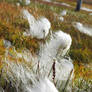 Cotton grass 2 - Longyearbyen, Svalbard