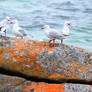 Gulls at the Bay of Fires, Tasmania