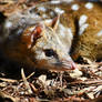 Spotted-tail quoll 3 - Tasmania